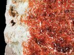Wide Plate Of Ruby Red Vanadinite Crystals - Special Price #61096-3